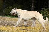IRISH WOLFHOUND 102
